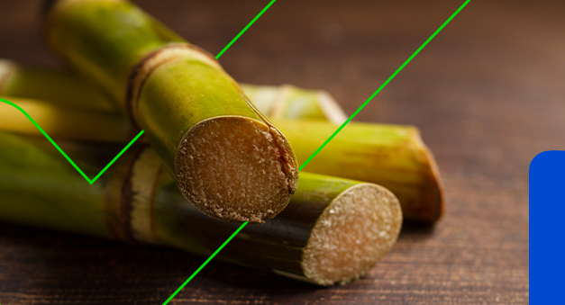 produtividade da cana-de-açúcar