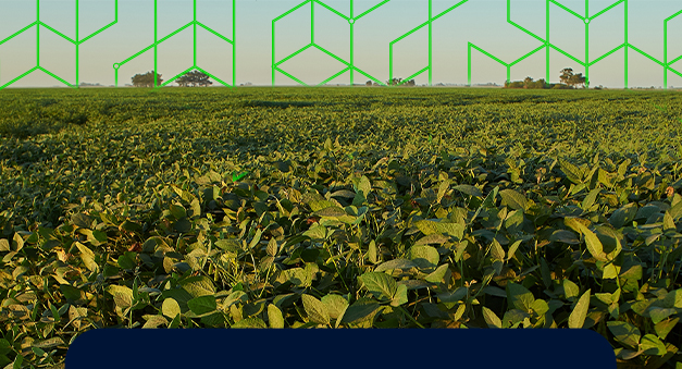 Eucalipto mais rentável que soja