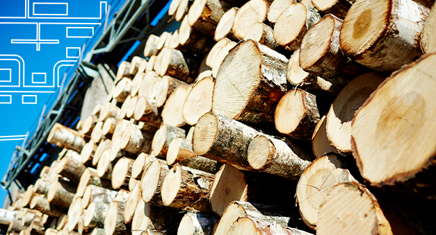 Madeira de reflorestamento